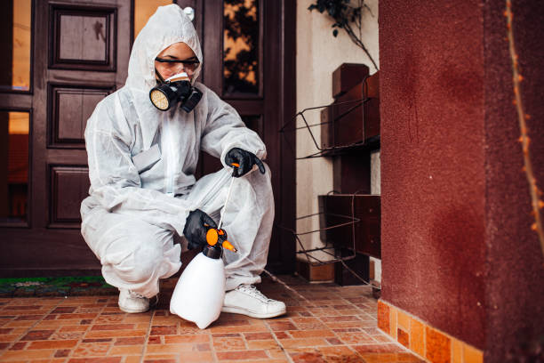 Reliable Wasp Removal contractor in Canutillo, TX by Show Me Pest Control